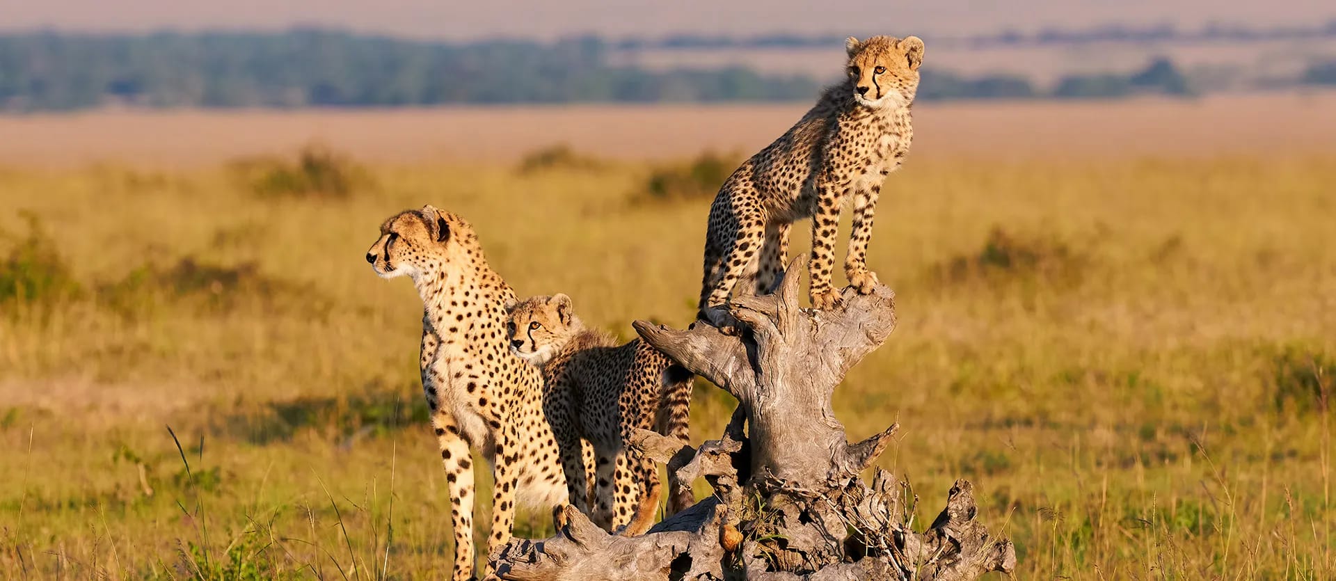 Kenia y Tanzania
