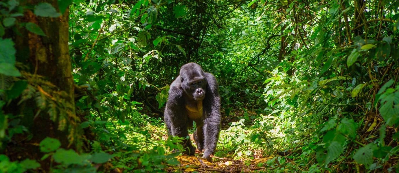 Uganda